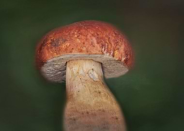 mushroom