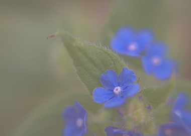 Pentaglottis sempervirens