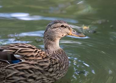 brown duck anas castanea