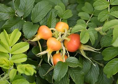 rosehips in the garden