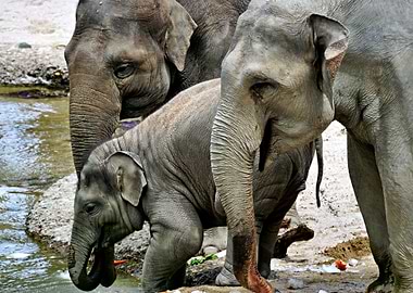 Elephants And A Baby