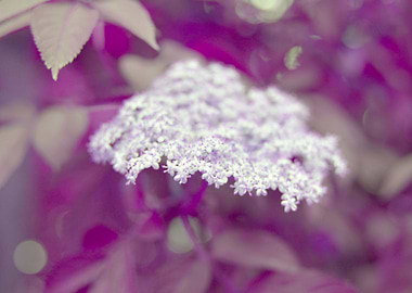 Another one in the garden