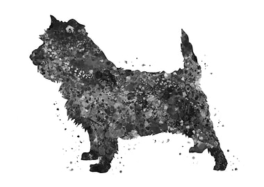 Cairn Terrier