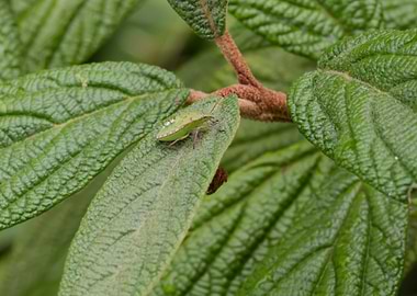bug on leaf