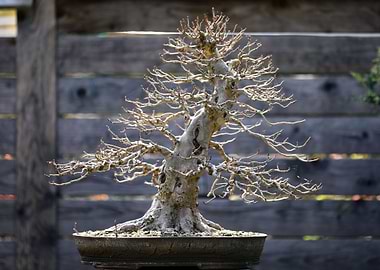 Leafless Bonsai