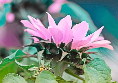 sunflower in the garden