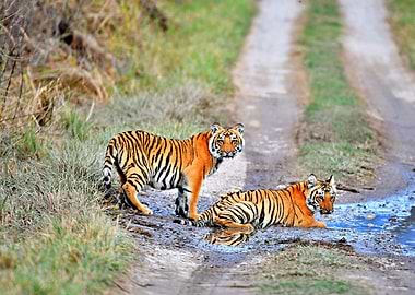 Two Tigers Playing