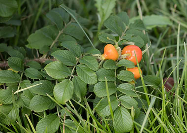rosehips in the garden