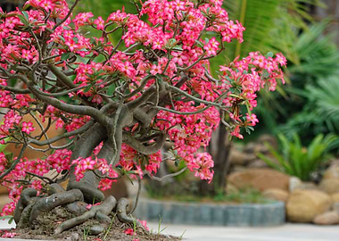 Bonsai in Pink blooms