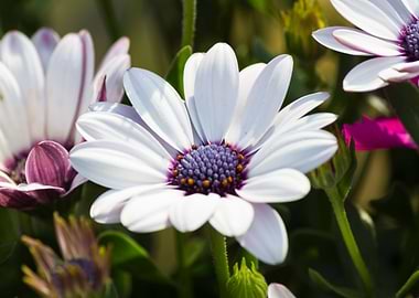 white daisy in bloom