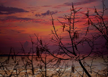 tree and snow in winter