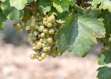 grape grows on vineyard