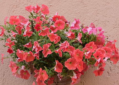 petunia in the garden
