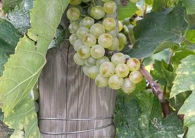 grape grows on vineyard