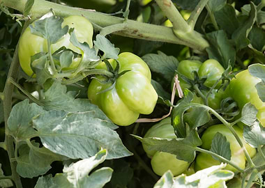 tomatoes in the garden