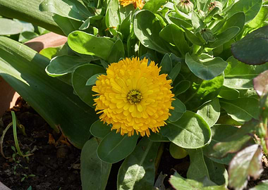 marigold in bloom