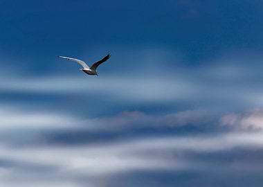 seagull flying on lake