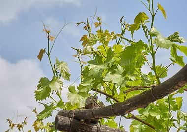 grape grows on vineyard