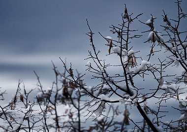tree and snow in winter