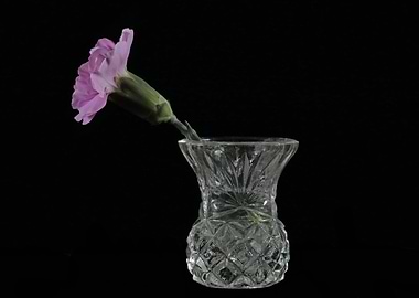 Pink Carnation in Vase