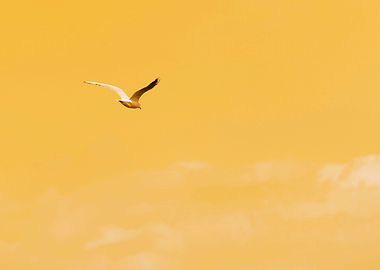 seagull flying on lake