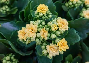 begonia flower in spring