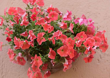 petunia in the garden