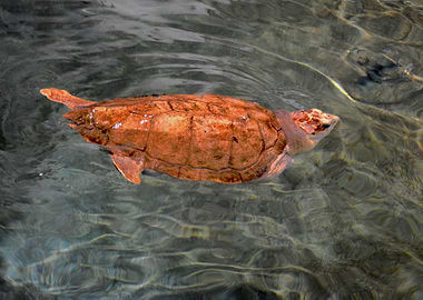 Turtle swimming into water