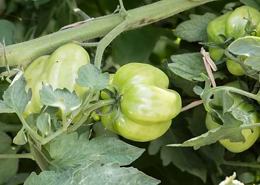 tomatoes in the garden