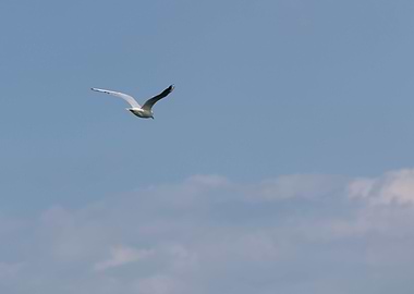 seagull flying on lake