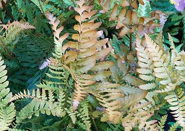 fern plant in the garden