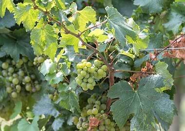 grape grows on vineyard