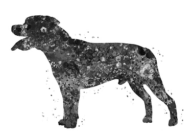 Staffordshire Bull Terrier