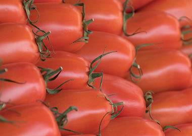 tomatoes in the garden