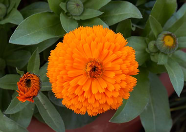 marigold in bloom