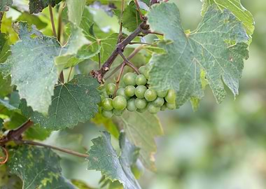 grape grows on vineyard