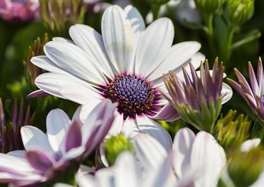 white daisy in bloom