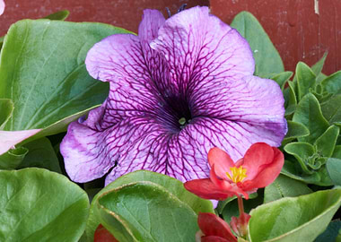 petunia in the garden