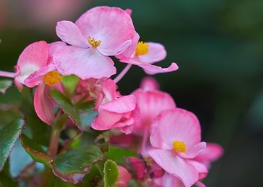petunia in the garden