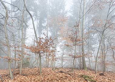 Autumn cloud forest 2