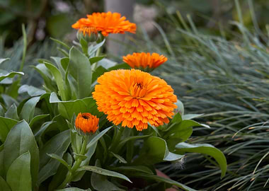 marigold in bloom