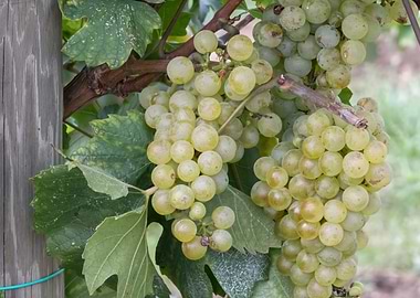 grape grows on vineyard