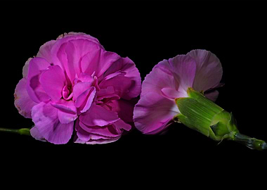 Two carnations on black
