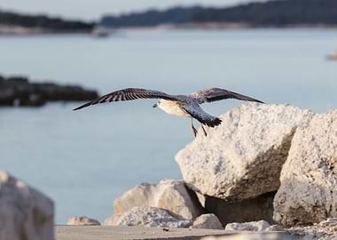 seagull flying on lake