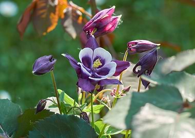 aquilegia flower in bloom