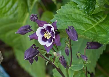 aquilegia flower in bloom