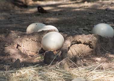 ostrich egg in the farm