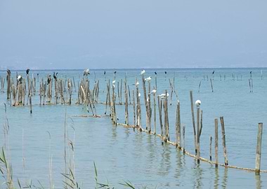 cormorant and seagull