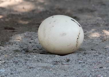 ostrich egg in the farm