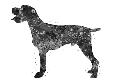 German Wirehaired Pointer